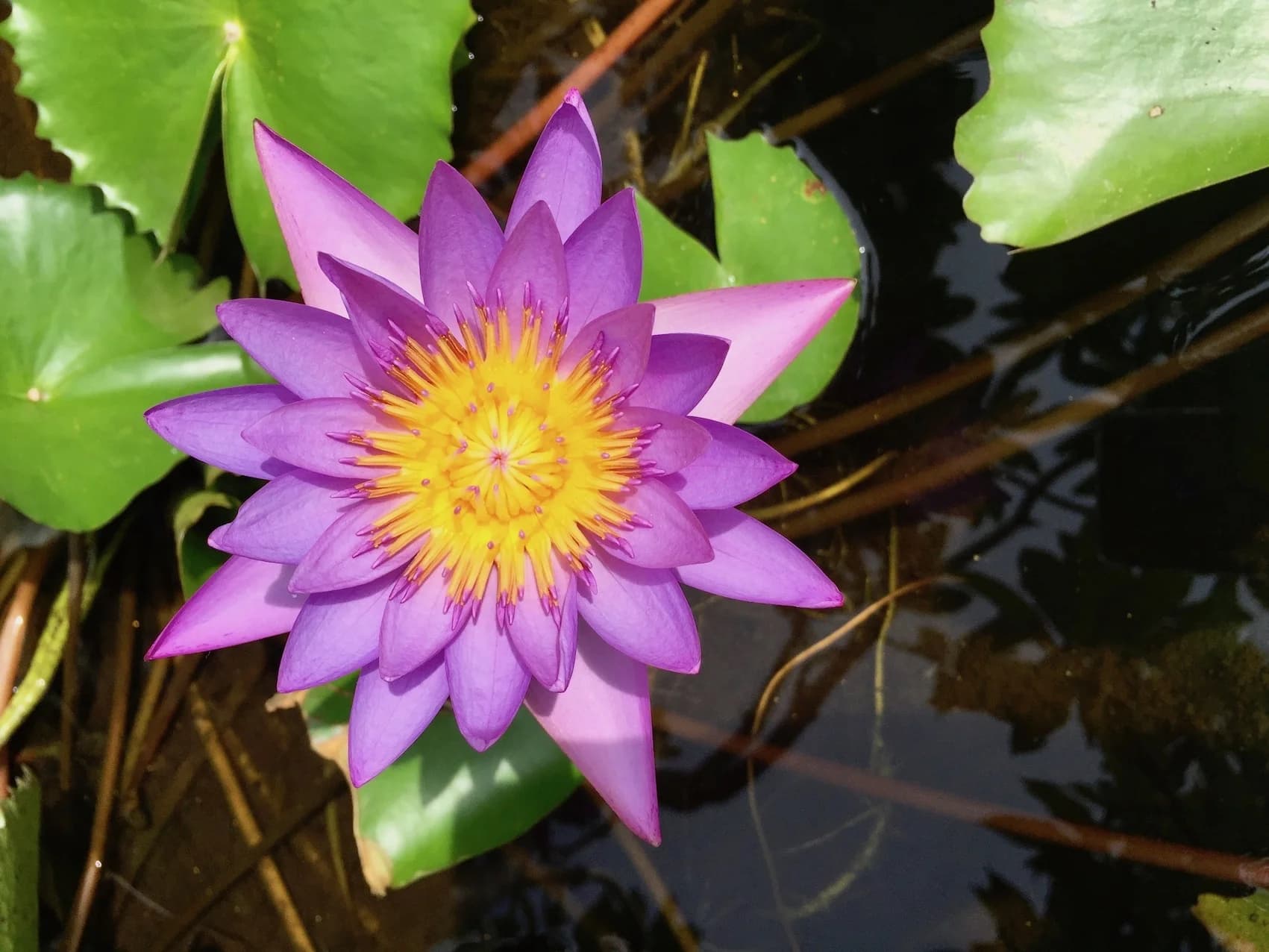 Villa Blue Bali — purple lotus flower from the villa garden pond